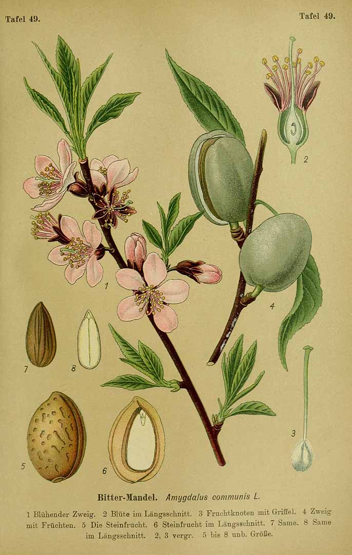 Illustration Prunus dulcis, Par Esser, P.H.H., Giftpflanzen Deutschlands (1910) Giftpfl. Deutschl. t. 49, via plantillustrations 