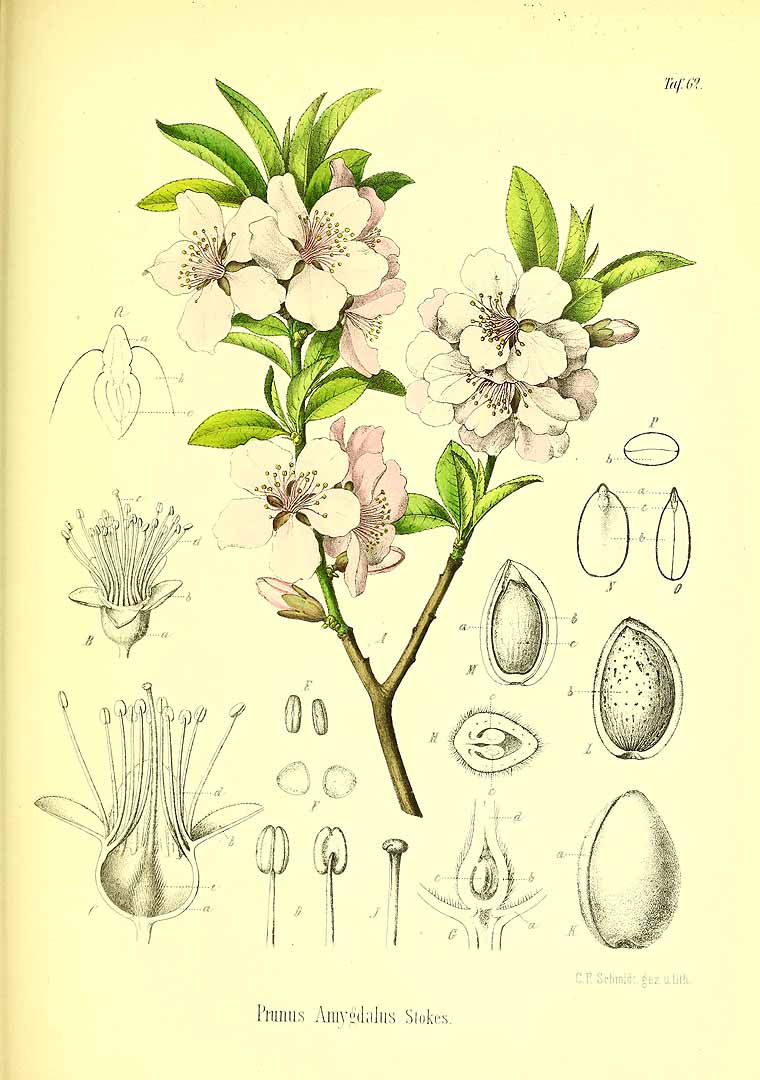 Illustration Prunus dulcis, Par Berg, O.C., Schmidt, C.F., Atlas der officinellen Pflanzen (1893-1902) Atlas. Off. Pfl. vol. 2 (1894) t. 62, via plantillustrations 