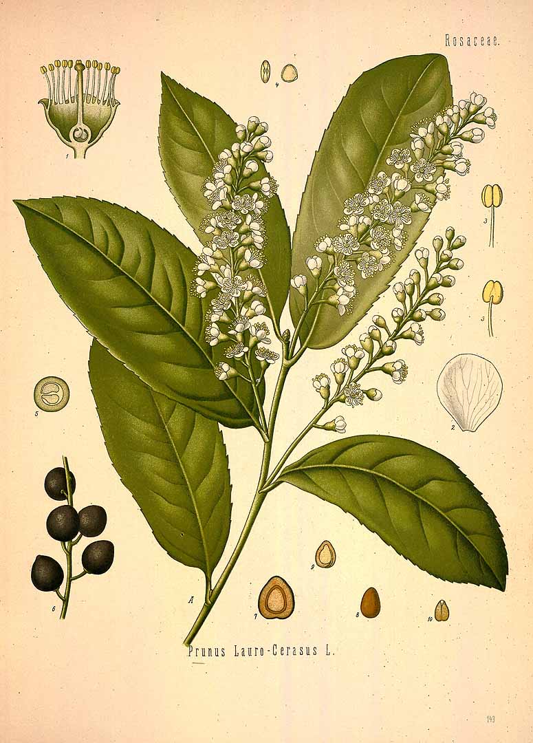 Illustration Prunus laurocerasus, Par Ko&#776;hler, F.E., Ko&#776;hler?s Medizinal Pflanzen (1883-1914) Med.-Pfl. vol. 2 (1890) t. 143, via plantillustrations 