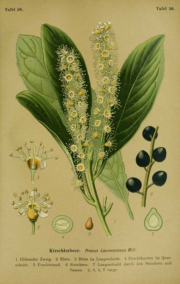 Illustration Prunus laurocerasus, Par Esser, P.H.H., Giftpflanzen Deutschlands (1910) Giftpfl. Deutschl. t. 50, via plantillustrations 