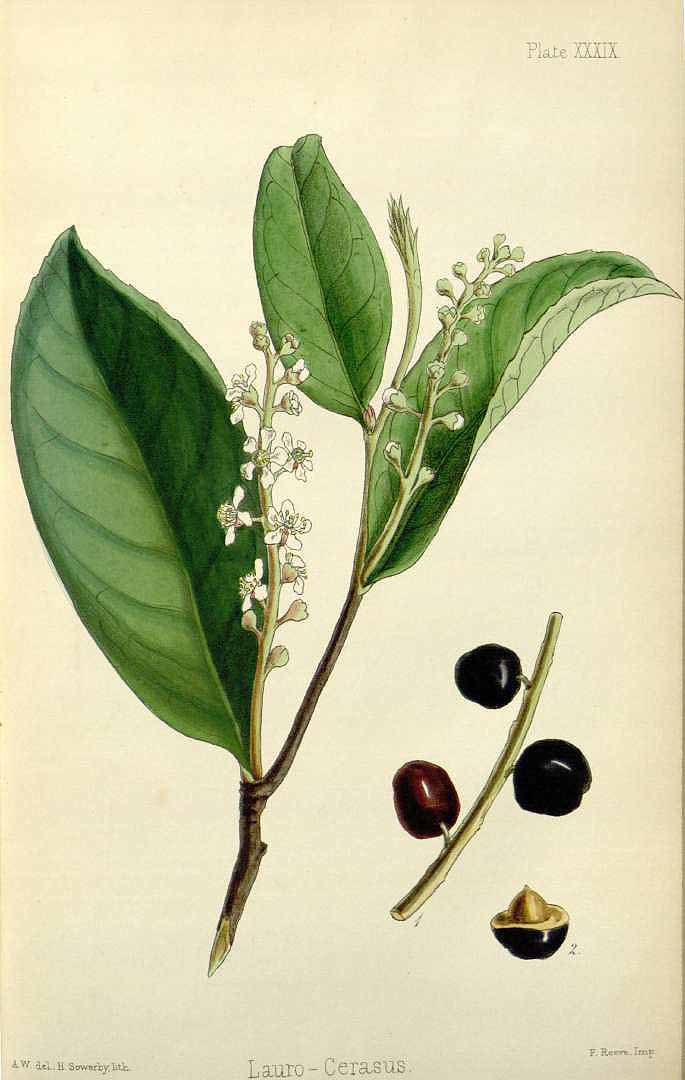 Illustration Prunus laurocerasus, Par Hamilton, E., Flora homoeopathica (1852-1853) Fl. Homoeopathica vol. 2 (1853) t. 39, via plantillustrations 