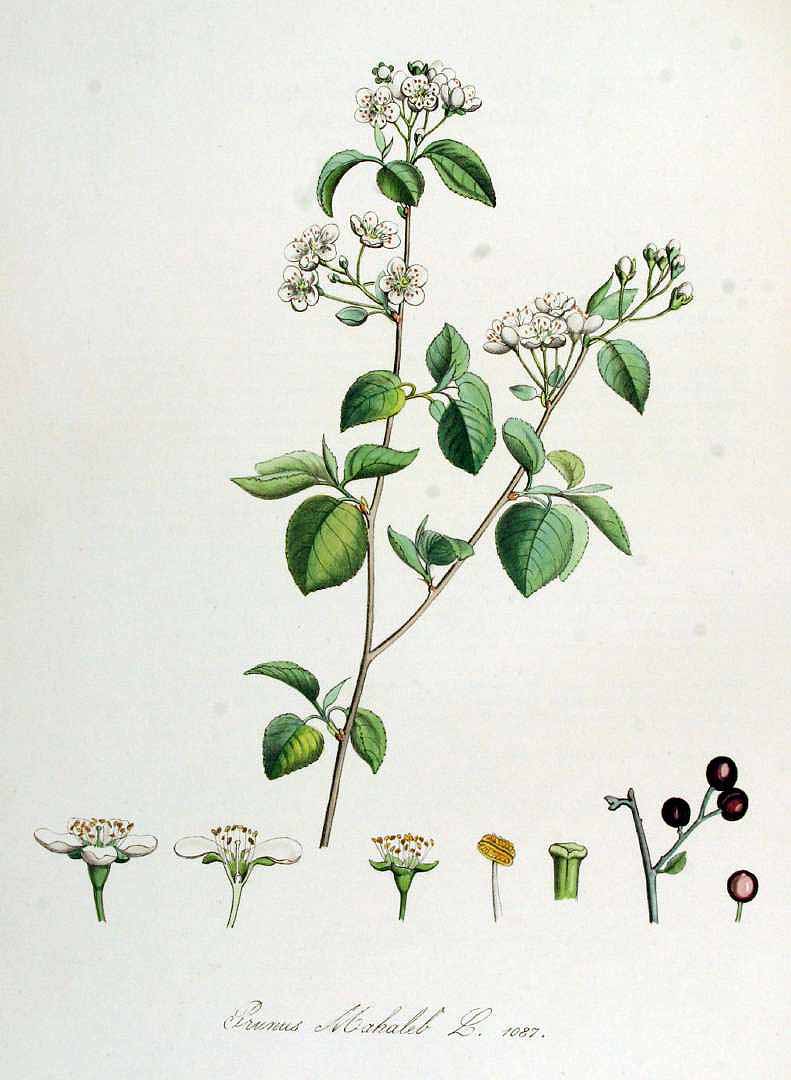 Illustration Prunus mahaleb, Par Kops, J., Flora Batava (1800-1934) Fl. Bat. vol. 14 (1872) t. 1087, via plantillustrations 