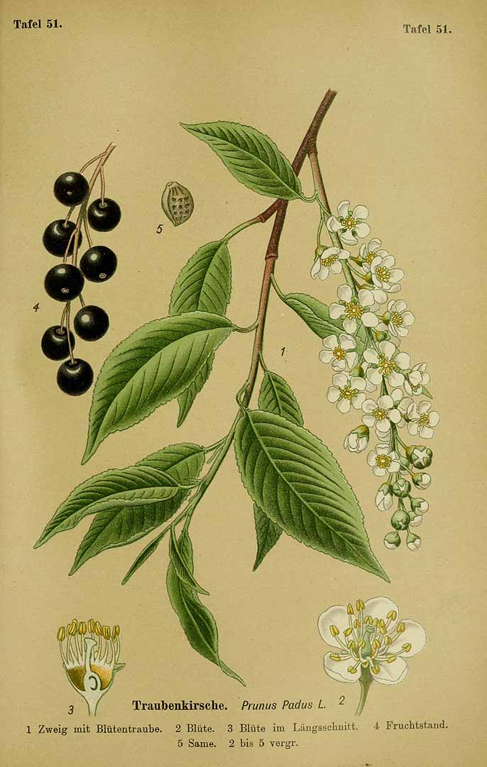 Illustration Prunus padus, Par Esser, P.H.H., Giftpflanzen Deutschlands (1910) Giftpfl. Deutschl. t. 51, via plantillustrations 