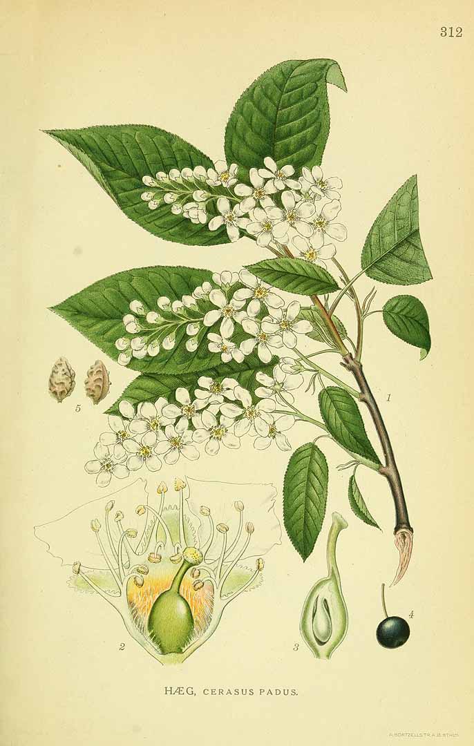 Illustration Prunus padus, Par Lindman, C.A.M., Bilder ur Nordens Flora Bilder Nordens Fl. vol. 2 (1922) t. 312, via plantillustrations 