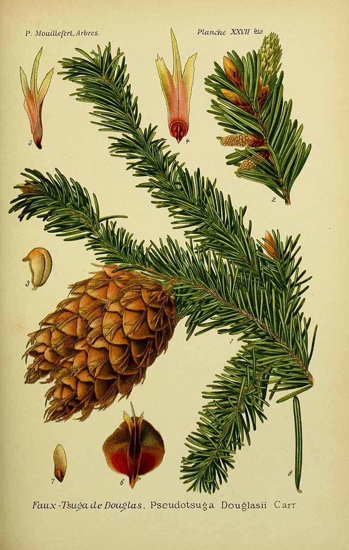 Illustration Pseudotsuga menziesii, Par Mouillefert, P., Traité des arbres et arbrissaux, Atlas (1892-1898)  (1892) t. 27bis , via plantillustrations 