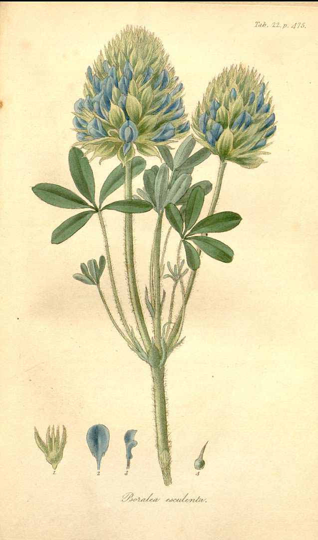 Illustration Psoralea esculenta, Par Pursh, F.T., Flora Americae septentrionalis (1814) Fl. Amer. Sept. (Pursh) vol. 2 (1814) t. 22, via plantillustrations 