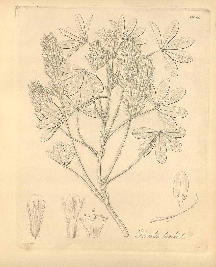 Illustration Psoralea esculenta, Par Hooker, W.J., Flora boreali-americana, or, the botany of the northern parts of British America (1829-1840) Fl. Bor.-Amer. (Hooker) vol. 1 (1840) t. 53, via plantillustrations 