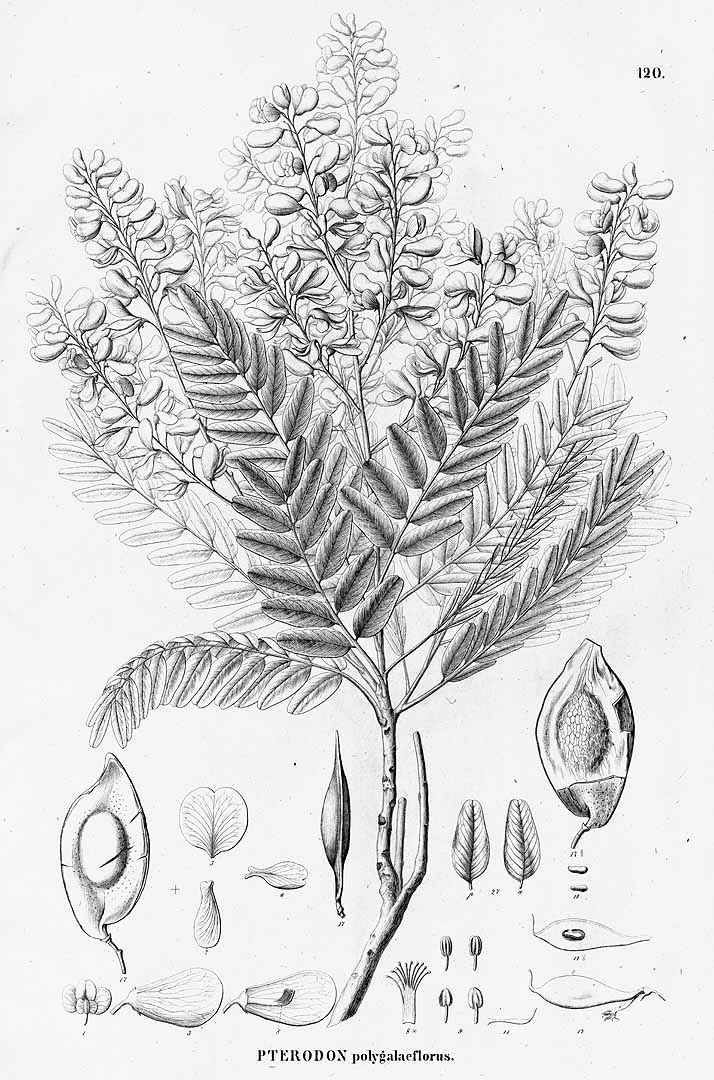 Illustration Pterodon emarginatus, Par Martius, C.F.P. von, Eichler, A.G., Urban, I., Flora Brasiliensis (1840-1906) Fl. Bras. vol. 15(1): (1859-1862) [Papilionaceae] t. 120, via plantillustrations 