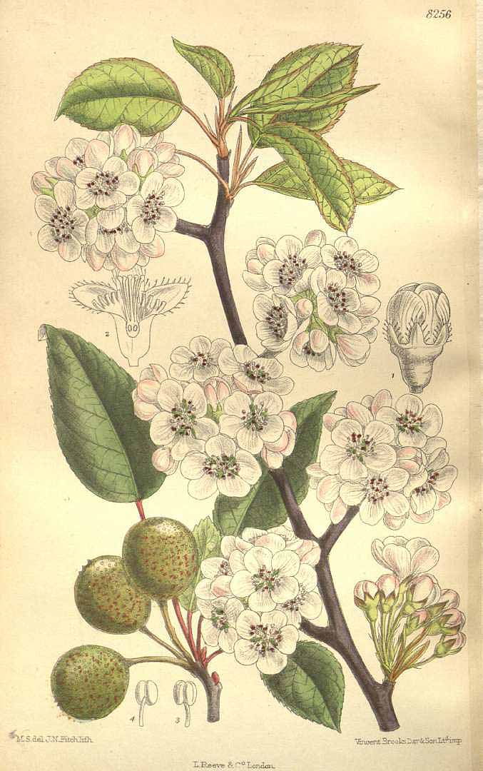 Illustration Pyrus pashia, Par Curtis, W., Botanical Magazine (1800-1948) Bot. Mag. vol. 135 (1909) [tt. 8232-8291] t. 8256, via plantillustrations 