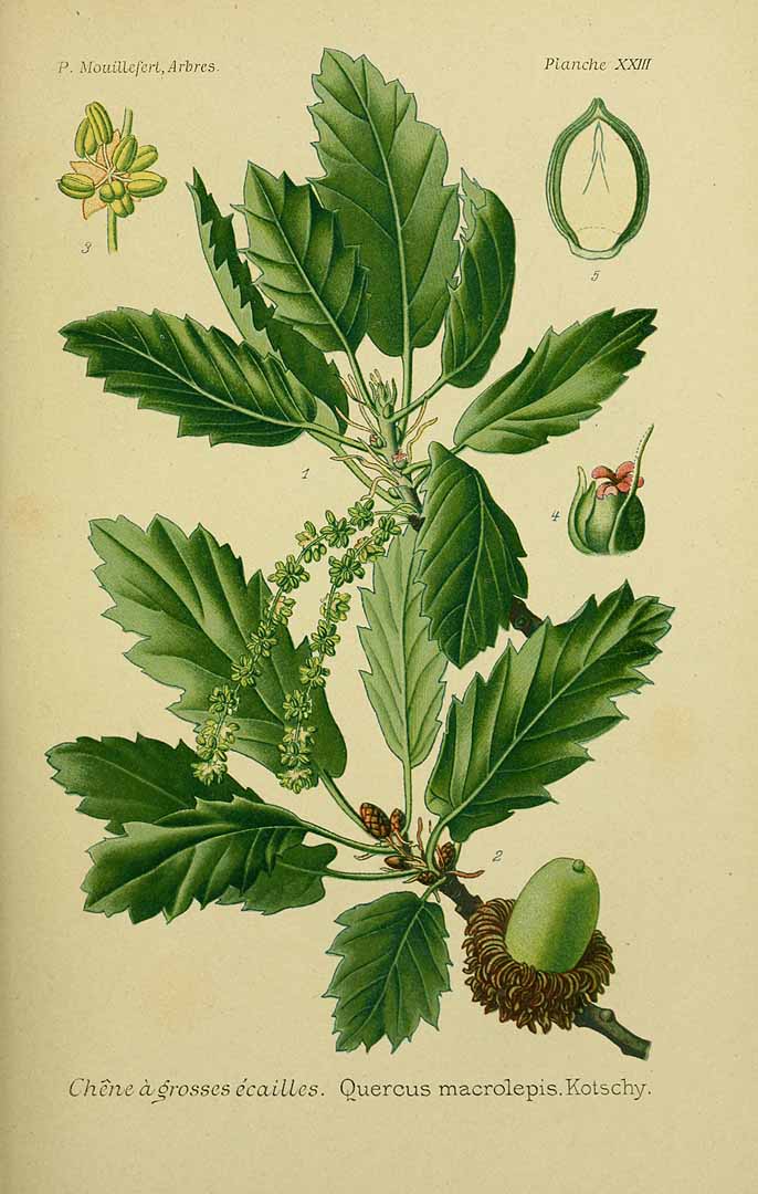 Illustration Quercus ithaburensis, Par Mouillefert, P., Traité des arbres et arbrissaux, Atlas (1892-1898)  (1892) t. 23, via plantillustrations 