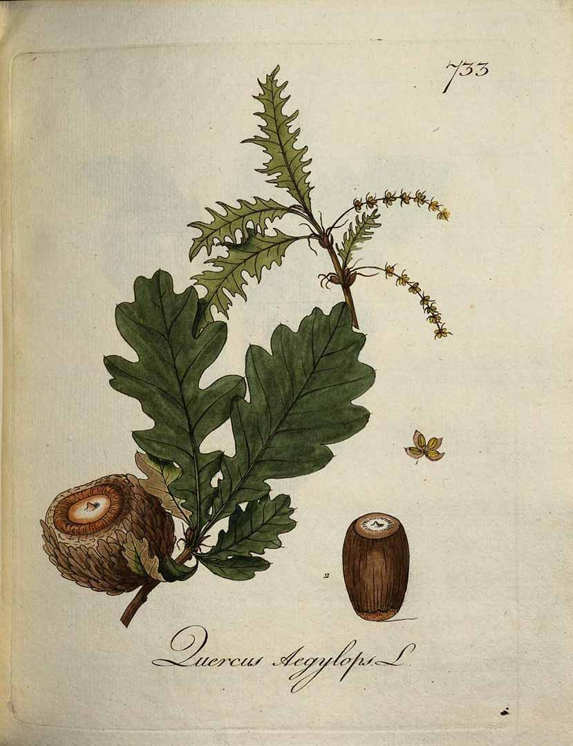 Illustration Quercus ithaburensis, Par Kerner, J.S., Abbildungen aller ökonomischen Pflanzen (1786-1798) Abbild. Oekon. Pfl. vol. 8 (1796) t. 733, via plantillustrations 
