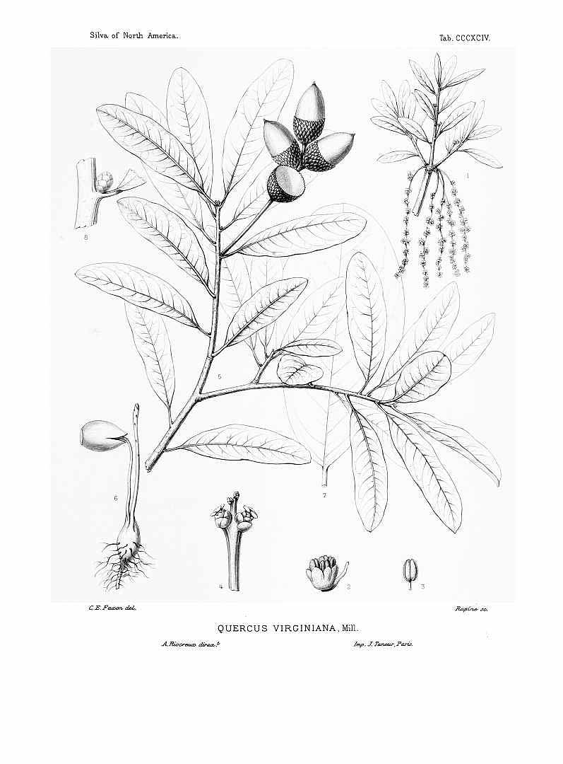 Illustration Quercus virginiana, Par Sargent, C.S., Silva of North America (1891-1902) Silva vol. 8 (1895) t. 394, via plantillustrations 