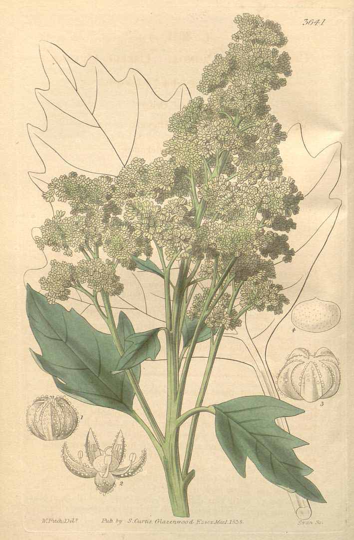 Illustration Chenopodium quinoa, Par Curtis´s Botanical Magazine (vol. 65 [ser. 2, vol. 12]: t. 3641, 1839) [W.H. Fitch], via plantillustrations 