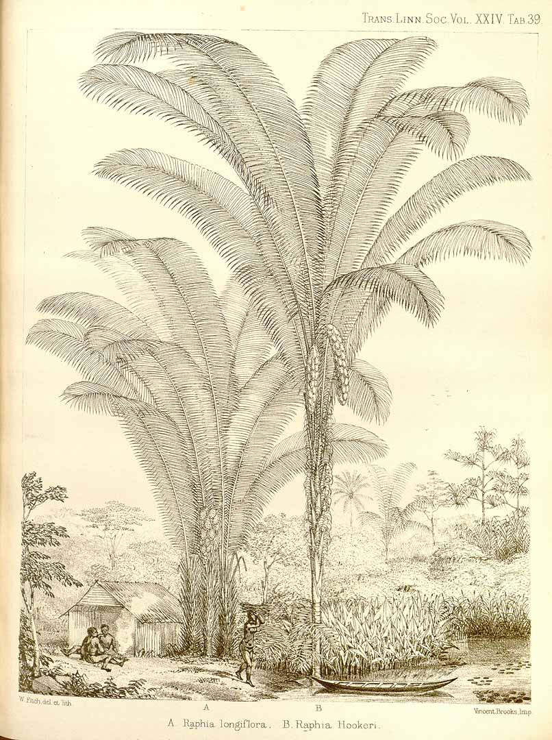 Illustration Raphia hookeri, Par Transactions of the Linnean Society of London (1791-1875) Trans. Linn. Soc. London vol. 24 (1864) t. 39	f. B , via plantillustrations 