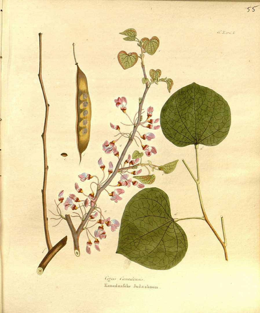 Illustration Cercis canadensis, Par Krauss J.C. (Afbeeldingen der fraaiste, meest uitheemsche boomen en heesters, t. 55, 1840), via plantillustrations 