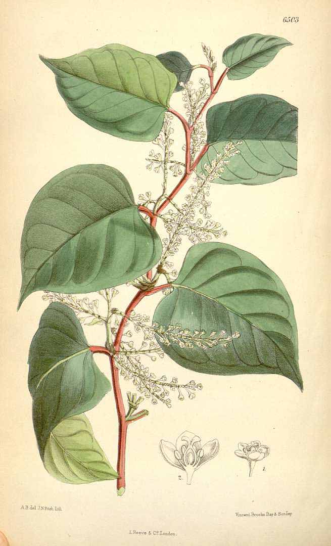 Illustration Fallopia japonica, Par Curtis´s Botanical Magazine (vol. 106 [ser. 3, vol. 36]: t. 6503, 1880) [A.B.], via plantillustrations 