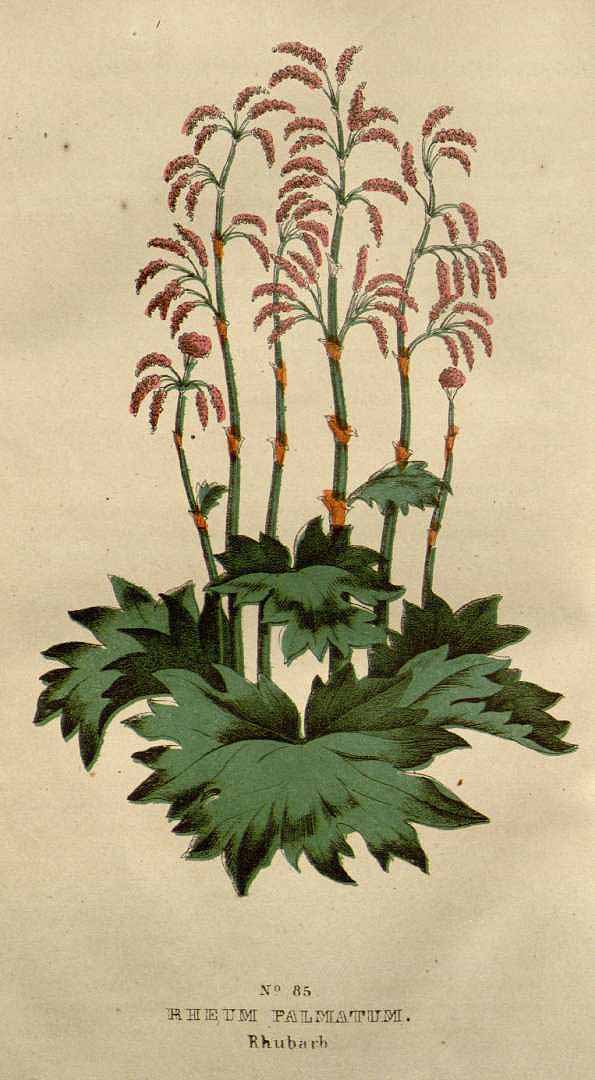 Illustration Rheum palmatum, Par Good, P.P. , family flora and materia medica botanica (1845) Family Fl. Mat. Med. Bot. vol. 2 t. 85, via plantillustrations 