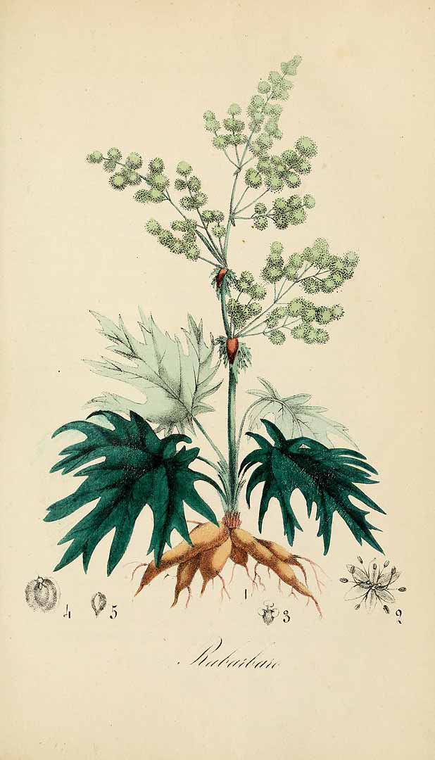 Illustration Rheum palmatum, Par Cassone, F., Flora medico-farmaceutica (1847-1852) Fl. Med.-Farm. vol. 1 (1847) t. 63, via plantillustrations 