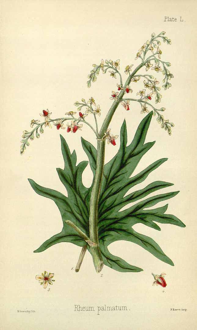 Illustration Rheum palmatum, Par Hamilton, E., Flora homoeopathica (1852-1853) Fl. Homoeopathica vol. 2 (1853) t. 50, via plantillustrations 