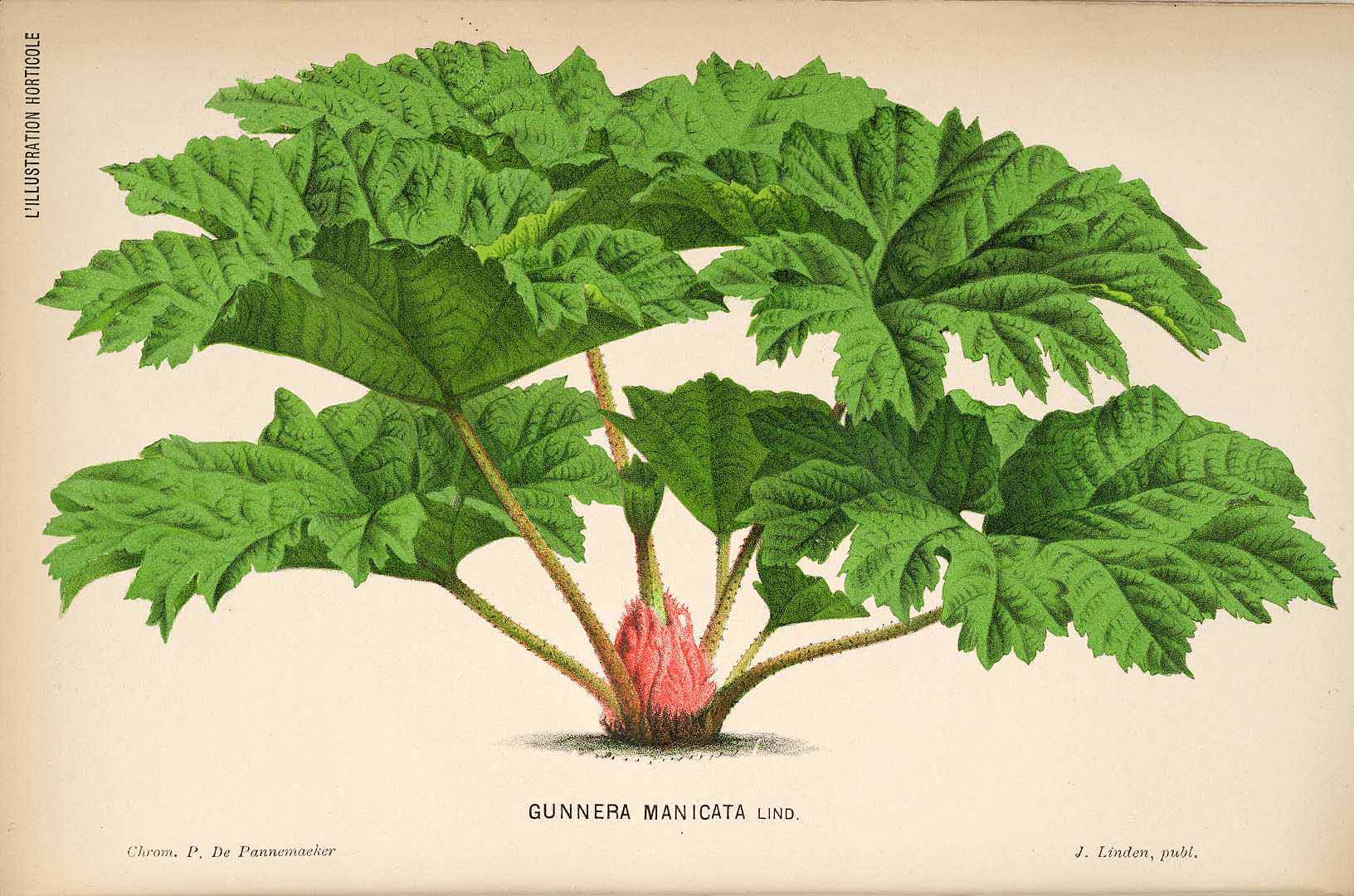 Illustration Gunnera manicata, Par L´Illustration horticole (vol. 31: t. 531, 1884), via plantillustrations 