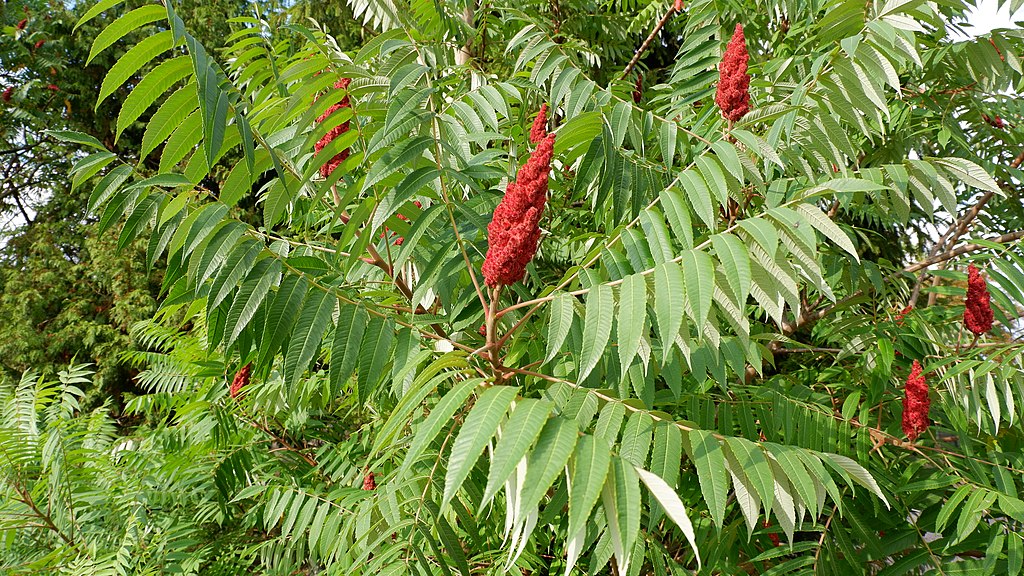 Illustration Rhus typhina, Par Katrin Schneider / korina.info, via wikimedia 