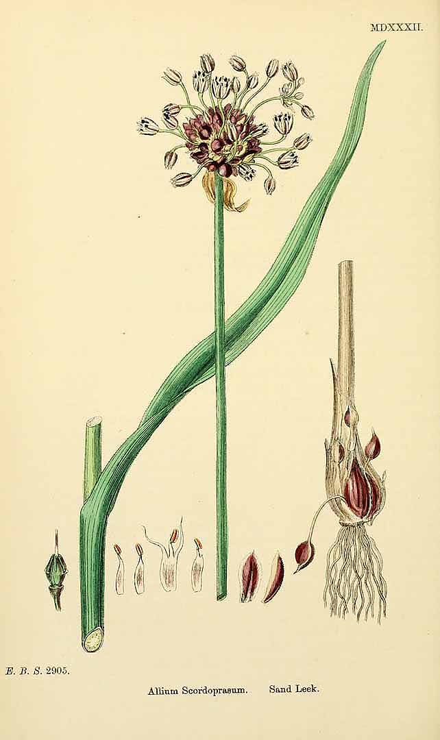 Illustration Allium scorodoprasum, Par Smith, J.E., English botany, or coloured figures of British plants, ed. 3 [B] [J.E. Sowerby et al] (1863-1899) Engl. Bot., ed. 3 vol. 9 (1869), via plantillustrations 