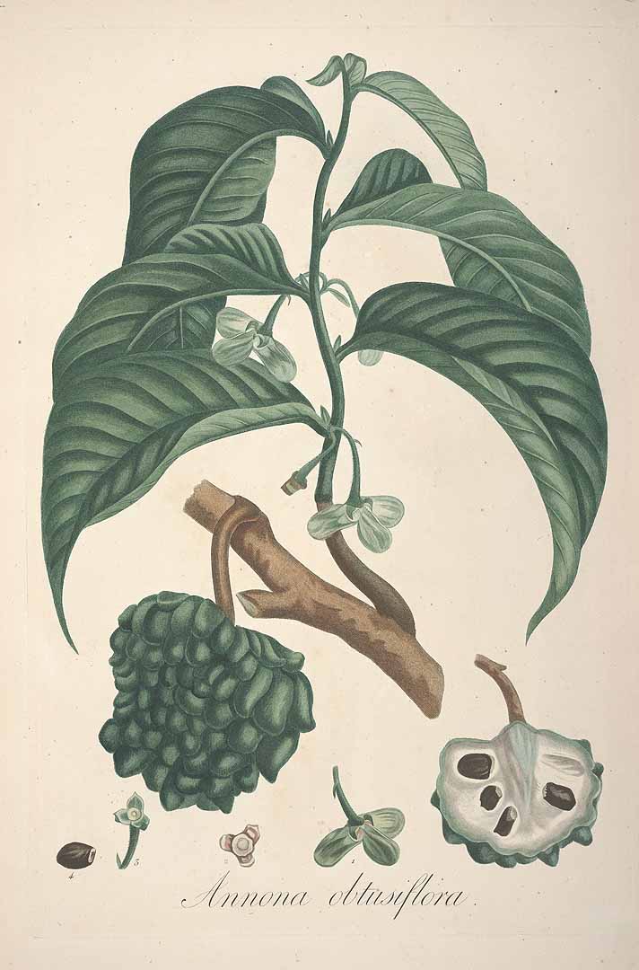 Illustration Rollinia mucosa, Par Tussac, F.R. de, Flore des Antilles (1808-1827) Fl. Antill. (1808-1813) t. 28, via plantillustrations 