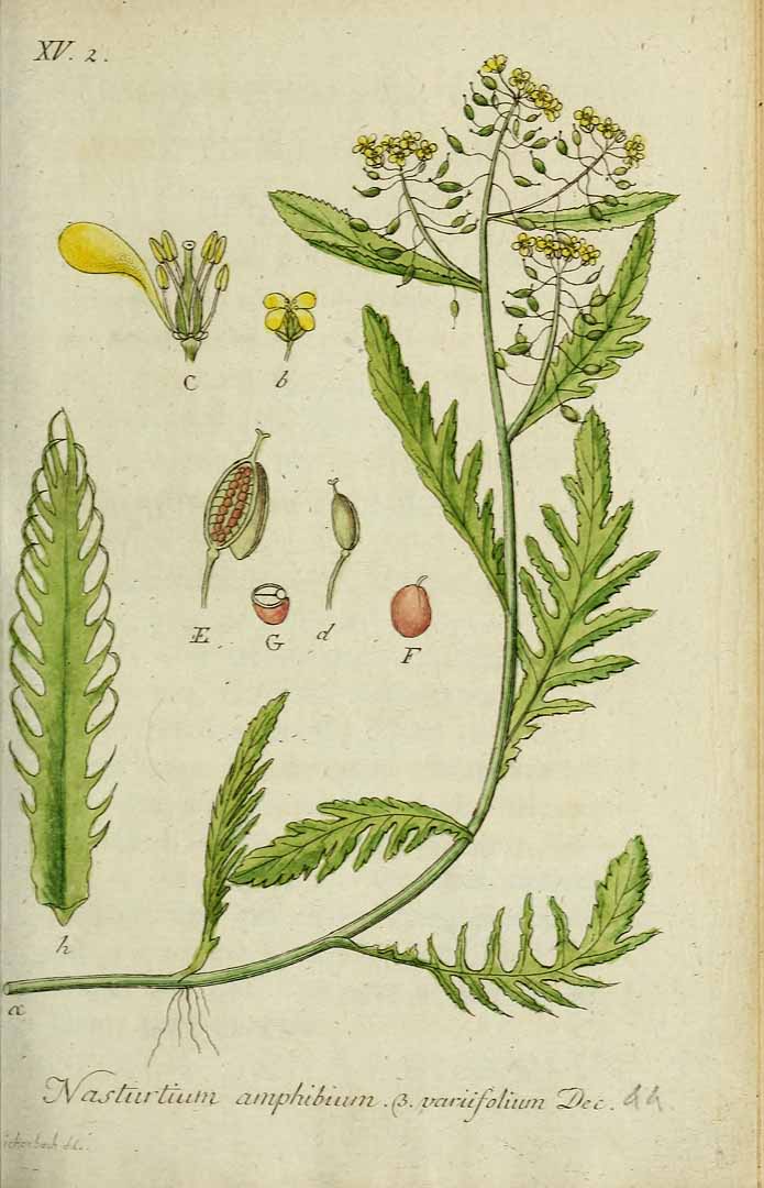 Illustration Rorippa amphibia, Par Sturm, J., Sturm, J.W., Deutschlands flora (1798-1855) Deutschl. Fl. vol. 11 (1821) [Heft 41-44] t. 44], via plantillustrations 