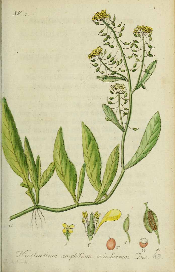 Illustration Rorippa amphibia, Par Sturm, J., Sturm, J.W., Deutschlands flora (1798-1855) Deutschl. Fl. vol. 11 (1821) [Heft 41-44] t. 43] , via plantillustrations 