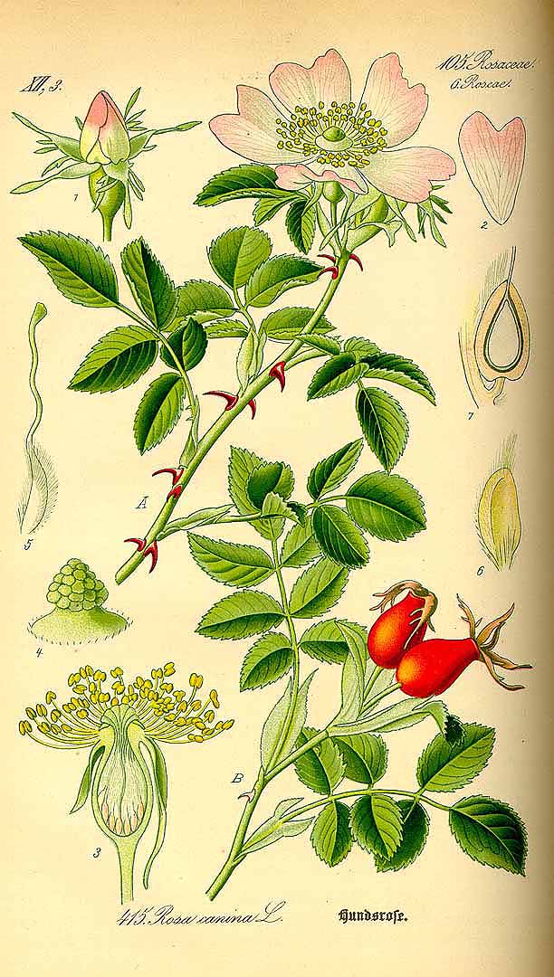 Illustration Rosa canina, Par Thomé, O.W., Flora von Deutschland Österreich und der Schweiz (1886-1889) Fl. Deutschl. vol. 3 (1885) t. 415, via plantillustrations 