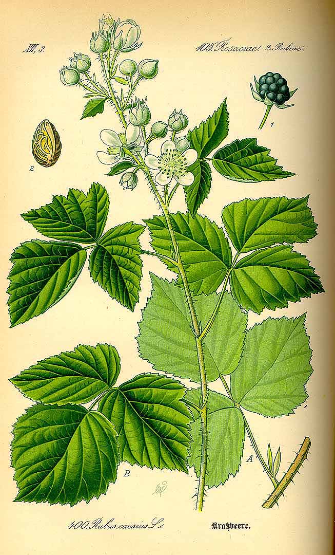Illustration Rubus caesius, Par Thomé, O.W., Flora von Deutschland Österreich und der Schweiz (1886-1889) Fl. Deutschl. vol. 3 (1885) t. 400, via plantillustrations 