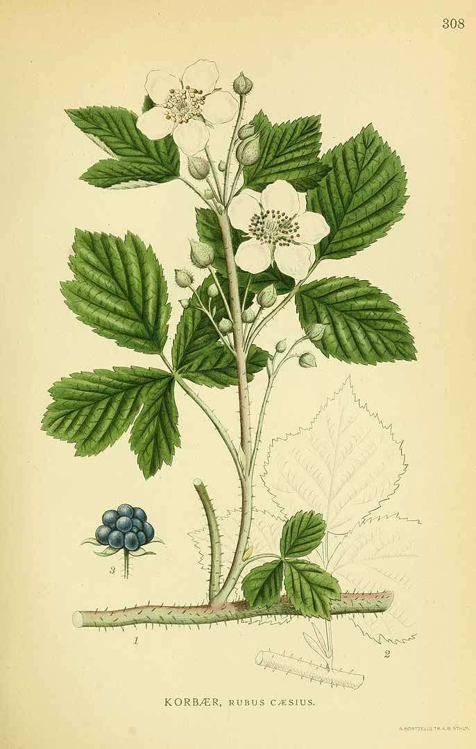 Illustration Rubus caesius, Par Lindman, C.A.M., Bilder ur Nordens Flora Bilder Nordens Fl. vol. 2 (1922) t. 308, via plantillustrations 