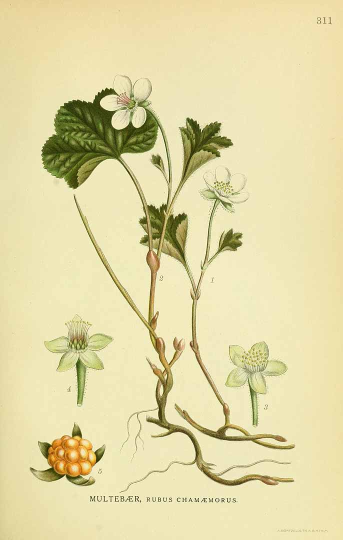Illustration Rubus chamaemorus, Par Lindman, C.A.M., Bilder ur Nordens Flora Bilder Nordens Fl. vol. 2 (1922) t. 311	, via plantillustrations 