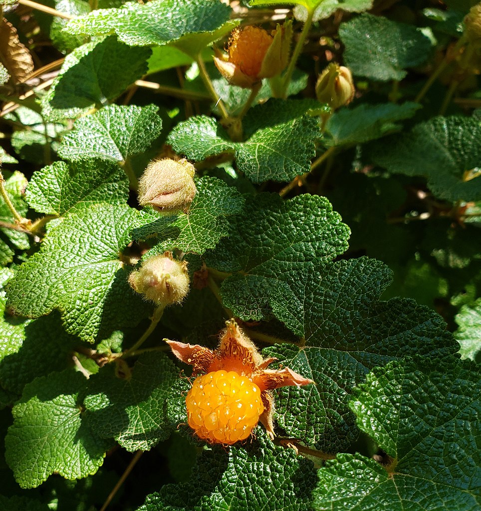 Illustration Rubus ellipticus, Par LiamTownsend, via wikimedia 