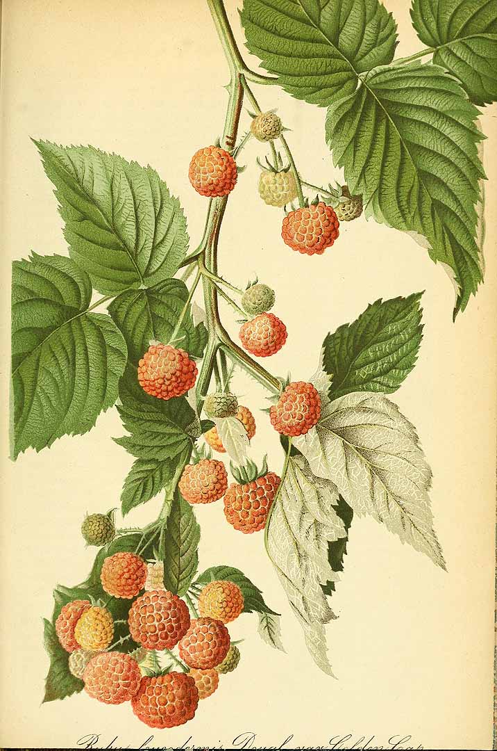 Illustration Rubus leucodermis, Par Regel, E.A. von, Gartenflora (1852-1938) Gartenflora vol. 19 (1870) t. 670, via plantillustrations 