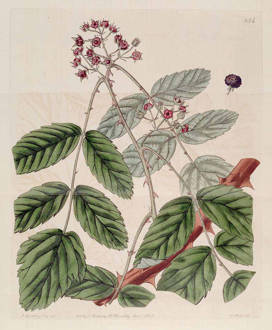 Illustration Rubus niveus, Par Edwards, S.T., Botanical Register (1815-1828) Bot. Reg. vol. 10 (1824) [tt. 778-867] t. 854, via plantillustrations 