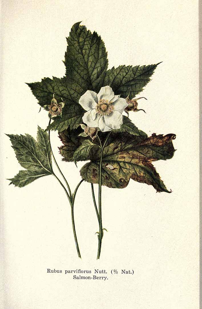 Illustration Rubus parviflorus, Par Brown, S., Alpine flora of the Canadian Rocky Mountains (1907) Alpine Fl. Canad. Rocky Mts. p. 156 , via plantillustrations 
