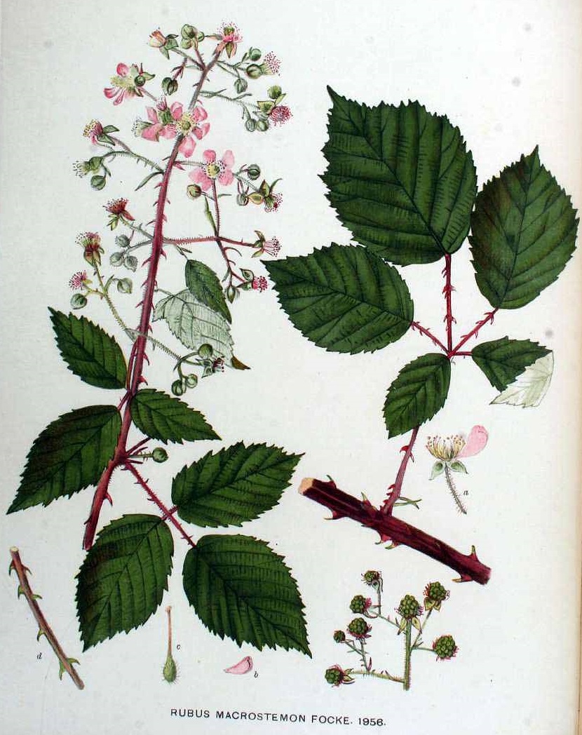 Illustration Rubus praecox, Par Kops, J., Flora Batava (1800-1934) Fl. Bat. vol. 25 (1920) t. 1956, via plantillustrations 