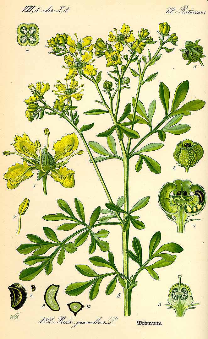 Illustration Ruta graveolens, Par Thomé, O.W., Flora von Deutschland Österreich und der Schweiz (1886-1889), via plantillustrations.org 