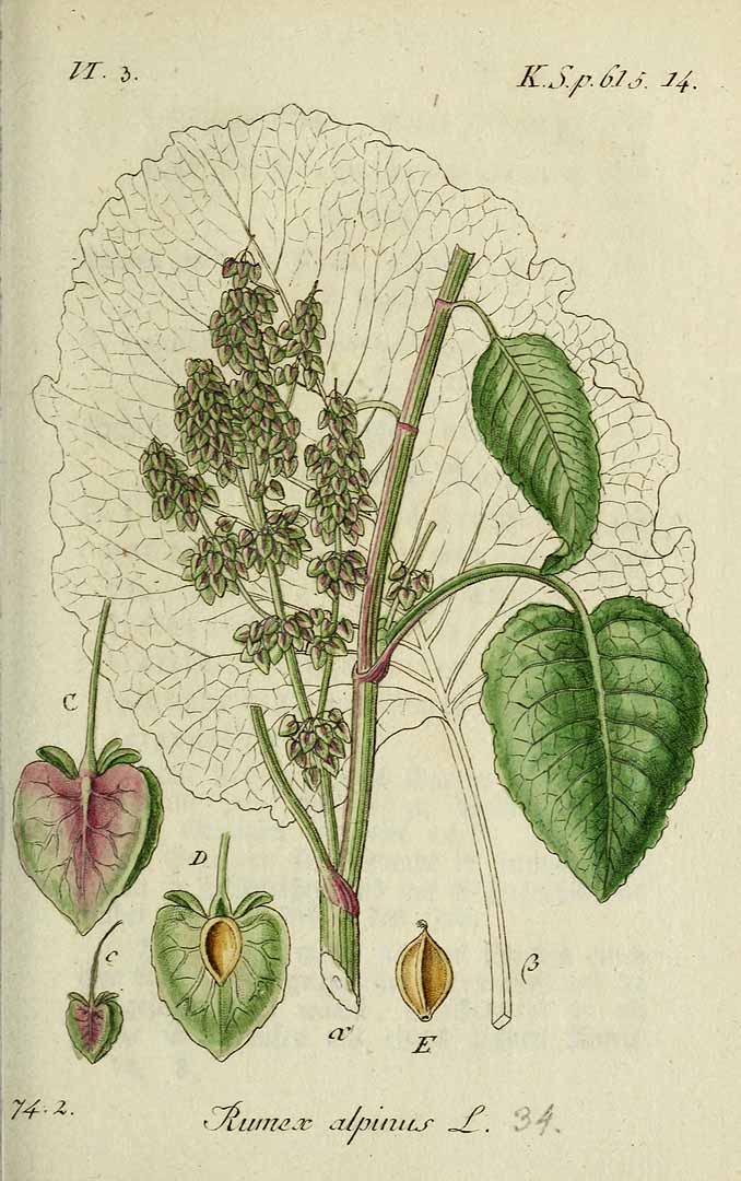 Illustration Rumex alpinus, Par Sturm, J., Sturm, J.W., Deutschlands flora (1798-1855) Deutschl. Fl. vol. 17 (1838) t. 34] , via plantillustrations 