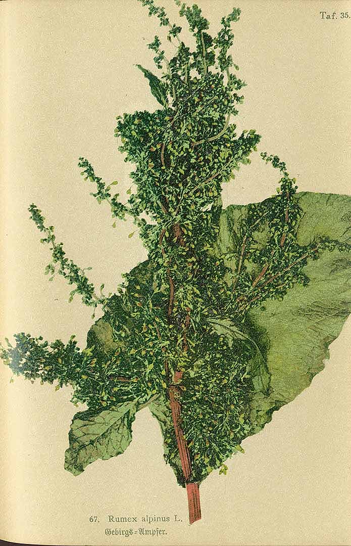 Illustration Rumex alpinus, Par Winkler, W., Sudetenflora (1900) Sudetenflora (1900) t. 35, via plantillustrations 