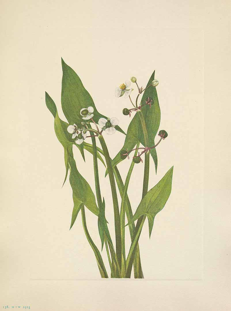 Illustration Sagittaria cuneata, Par Walcott, M.V., North American wild flowers (1925-1927) N. Amer. Wild Fl. vol. 2 t. 158, via plantillustrations 