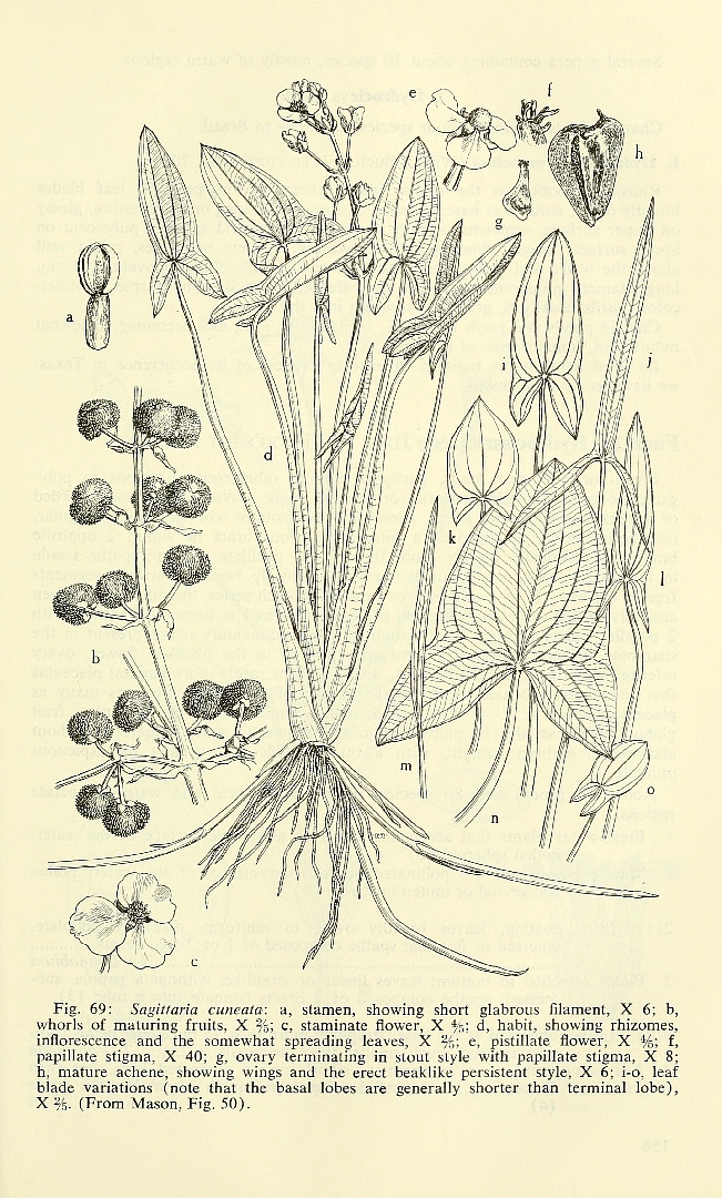 Illustration Sagittaria cuneata, Par Correll, D.S., Correll, H.B., Aquatic and wetland plants of southwestern United States (1972) Aquatic Wetl. Pl. SW U.S. (1972) f. 69 , via plantillustrations 