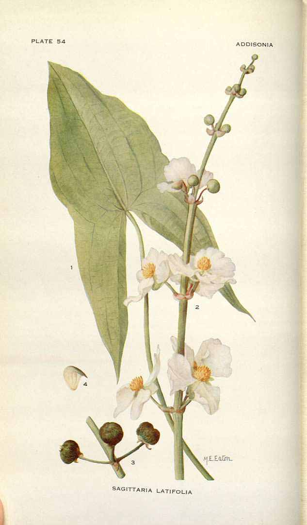 Illustration Sagittaria latifolia, Par Addisonia (1916-1964) vol. 2 (1917) t. 54, via plantillustrations 