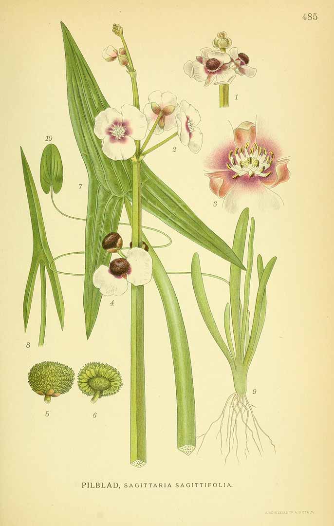 Illustration Sagittaria sagittifolia, Par Lindman, C.A.M., Bilder ur Nordens Flora Bilder Nordens Fl. vol. 3 (1922) t. 485, via plantillustrations 