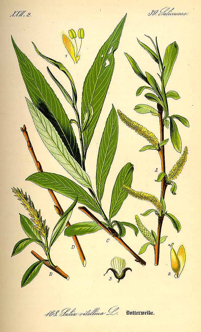 Illustration Salix alba, Par Thomé, O.W., Flora von Deutschland Österreich und der Schweiz (1886-1889) Fl. Deutschl. vol. 2 (1885) t. 168, via plantillustrations 