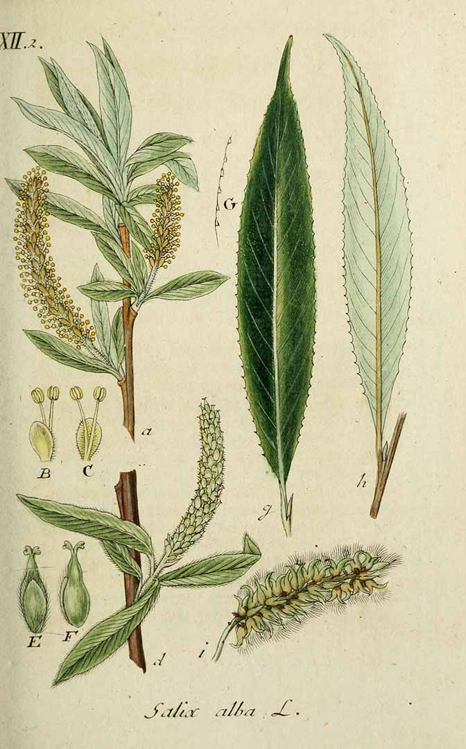 Illustration Salix alba, Par Sturm, J., Sturm, J.W., Deutschlands flora (1798-1855) Deutschl. Fl. vol. 7 (1808) t. 16] , via plantillustrations 