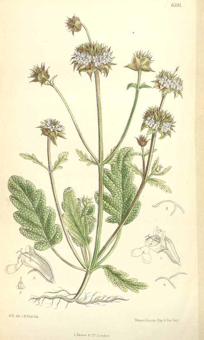Illustration Salvia columbariae, Par Curtis, W., Botanical Magazine (1800-1948) Bot. Mag. vol. 107 (1881) [tt. 6534-6599] t. 6595, via plantillustrations 