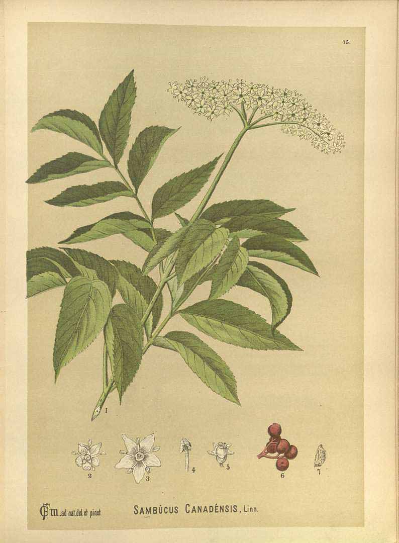 Illustration Sambucus canadensis, Par Millspaugh, C.F., American medicinal plants (1882-1887) Amer. Medic. Pl. vol. 1 (1892) t. 75, via plantillustrations 