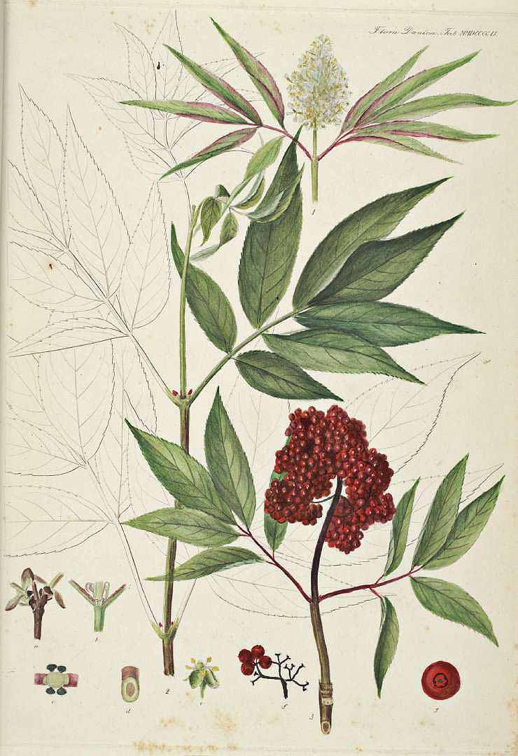 Illustration Sambucus racemosa, Par Oeder, G.C., Flora Danica (1761-1861) Fl. Dan. vol. 17 (1877-1883) [tt. 2881-3060] t. 2951, via plantillustrations 